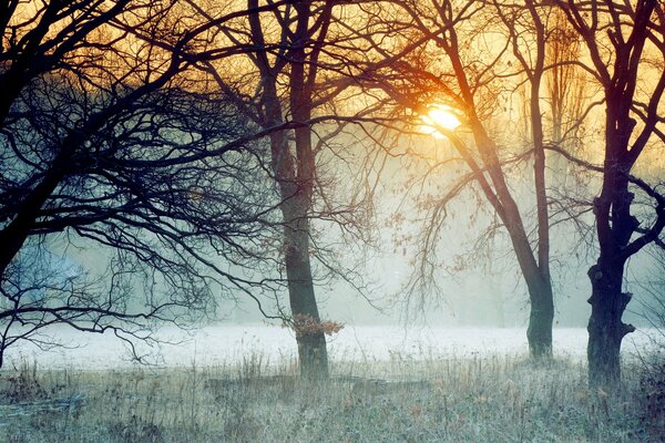 Trees in the forest in winter. Sunset