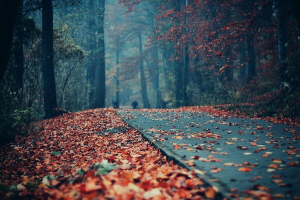 Foliage on the path in the autumn park