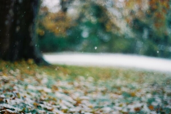 Verschwommenes, kaltes, herbstliches Laub