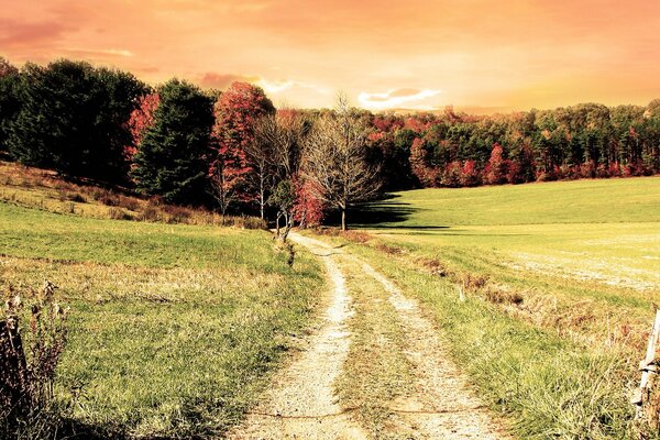 Autumn road to the forest with trees