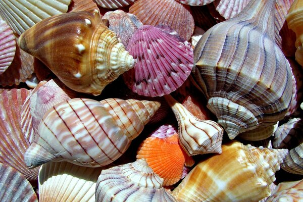 Coquillages marins, multicolores, ondulés