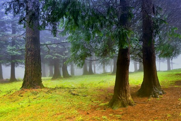 Colorful trees in autumn in the haze