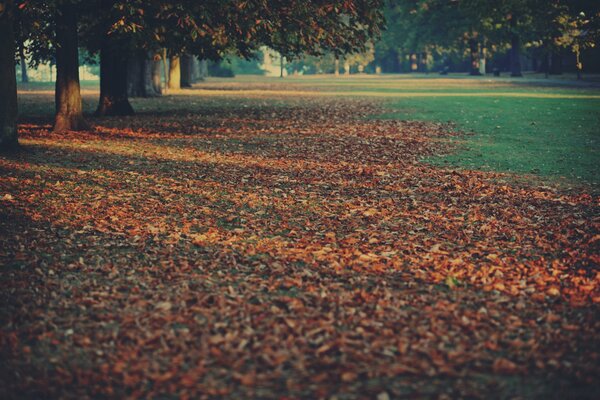 Autumn carpet of leaves in the park