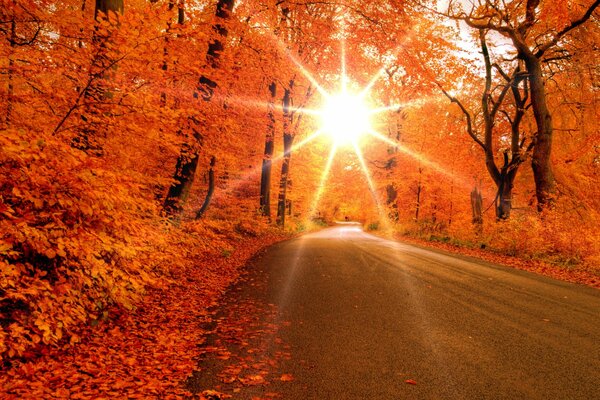 Il sole autunnale si fa strada tra gli alberi