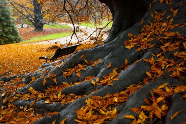 A bench under a tree in the autumn park