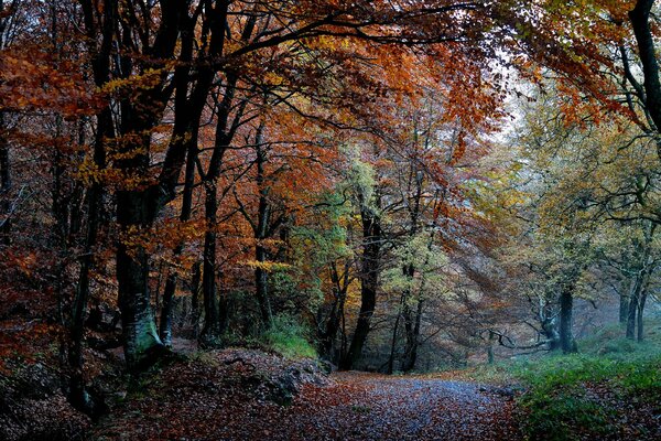 Herbstlicher Wald mit buntem Laub