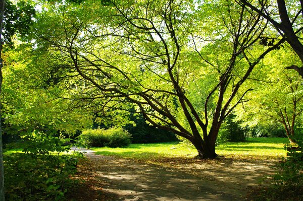 Summer park with green trees