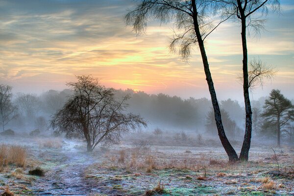 Fog in the forest. Frost on the trees