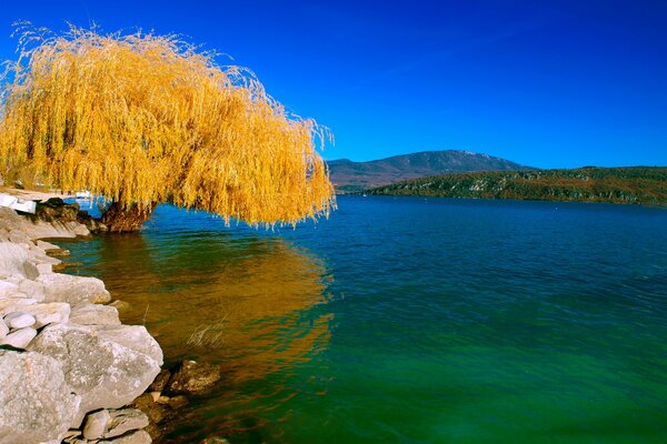 Saule d automne jaune au bord du lac