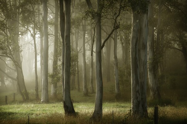 Árboles en la niebla en la mañana de verano