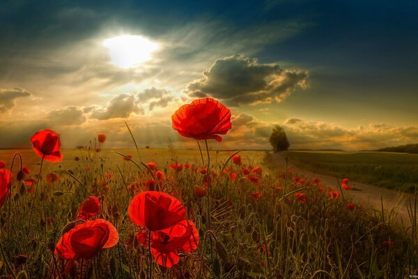 Red poppies in the sun