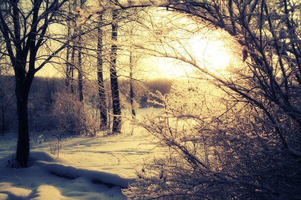 Foresta invernale contro il sole splendente