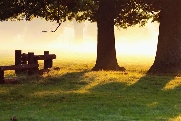 Autumn morning with oaks and grass