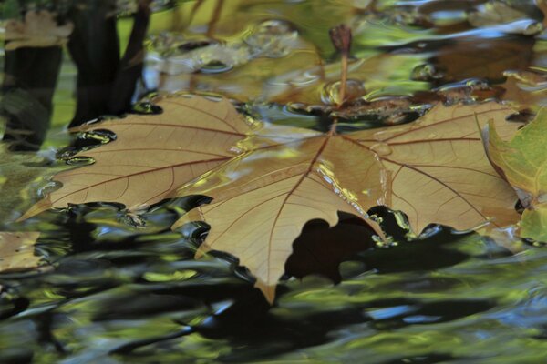 Blatt im Herbst im Bach