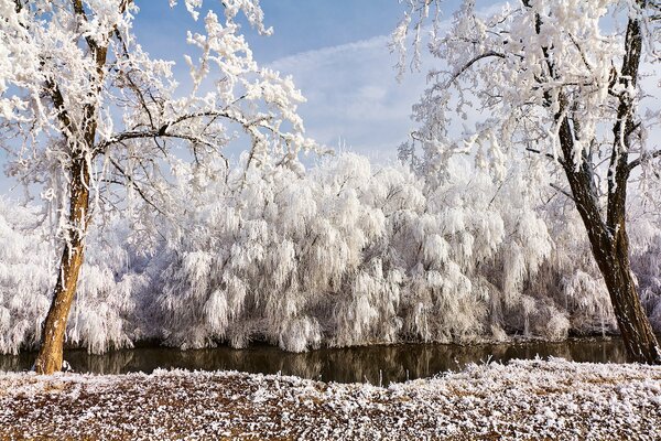 Cuento de invierno árboles cubiertos de escarcha