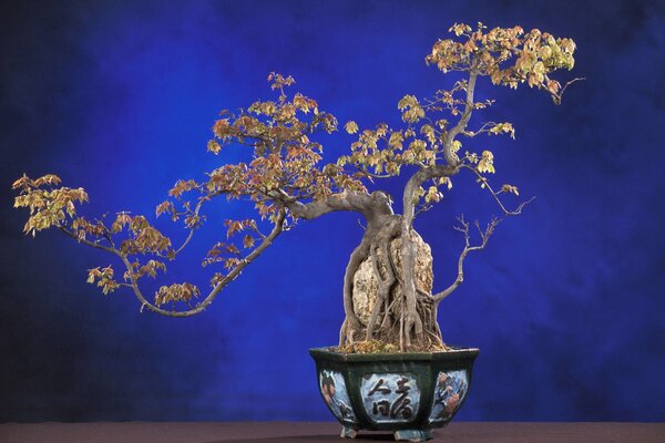 A branching bonsai tree on a blue background in a planter