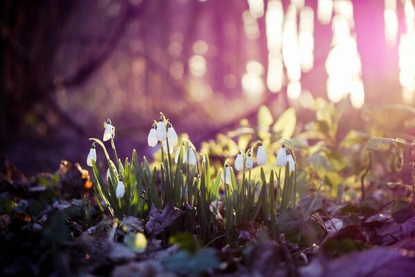 I primi bucaneve apparvero all inizio della primavera