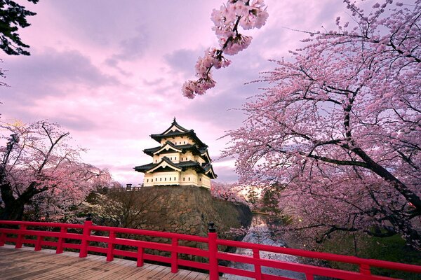 Kwitnąca Sakura na tle japońskiego zamku