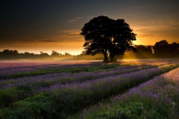 Lavender field in the dawn rays