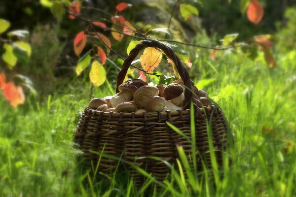 Autumn has come it s time to collect mushrooms