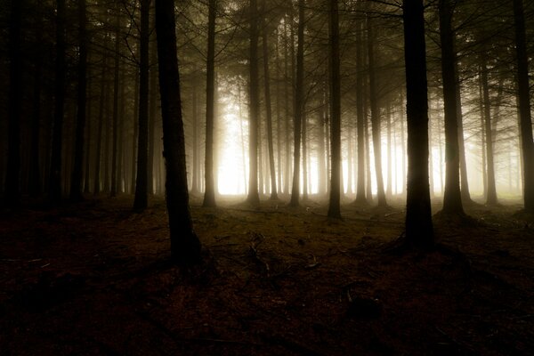 Trees in the fog create darkness