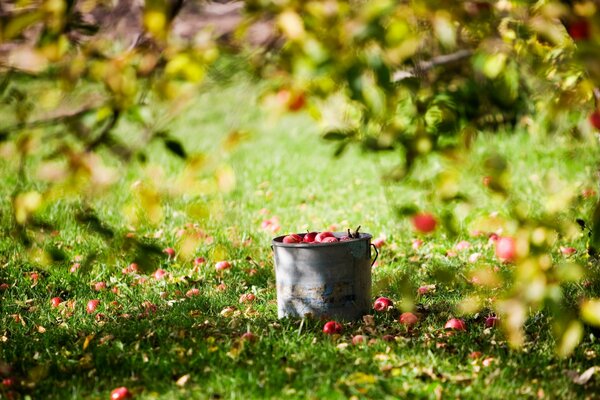 Liquid apples in a bucket under an apple tree