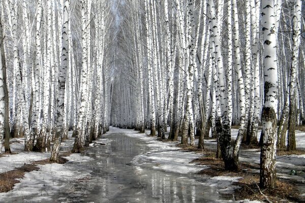 Birkenhain mit geschmolzenem Schnee