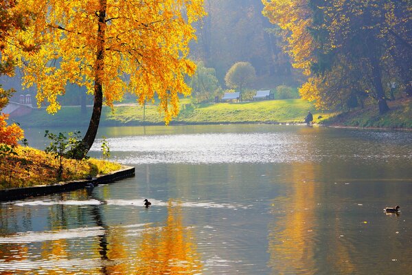 Enten schwimmen in einem Teich im Herbstpark