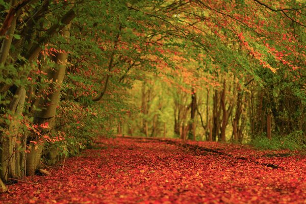 Teppich aus roten Blättern im Herbstwald