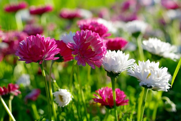 Fleurs de printemps sur le terrain