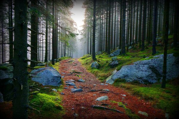 Straße mit Steinen im dichten Wald