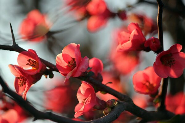 Árbol que florece con flores Rosadas