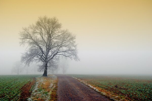 Un campo de niebla y un árbol en la carretera