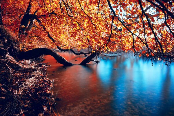 Die Oberfläche des Flusses und der Herbstbaum spiegelten sich darin wider