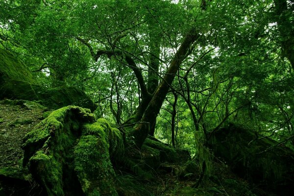 Musgo verde en el viejo bosque