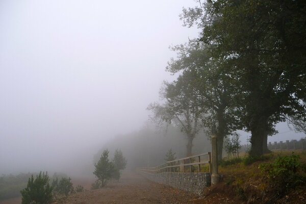 Trees along the fence against the background of fog