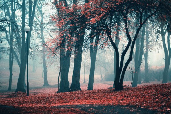 Laternen im Park vor dem Hintergrund des verbleibenden Laubs