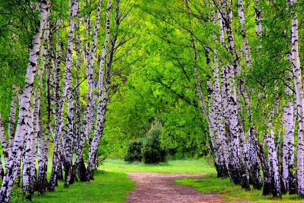 Alley in a birch grove in summer