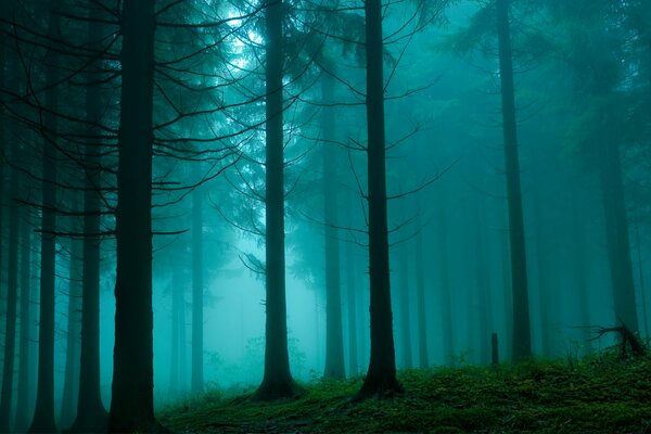 Fondo de pantalla natural con bosque en neblina