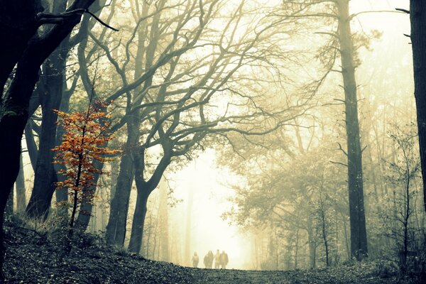 Mattina nebbiosa nella foresta in autunno