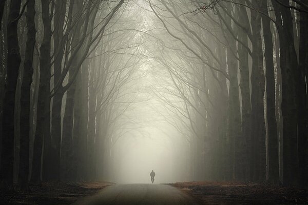 Carrera de niebla a través del bosque de otoño