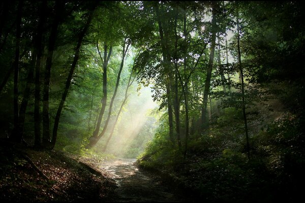 Sendero en el bosque. Niebla