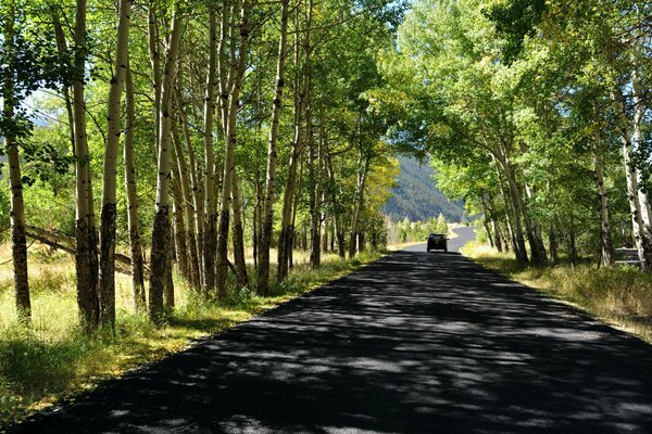 Route d été parmi les arbres