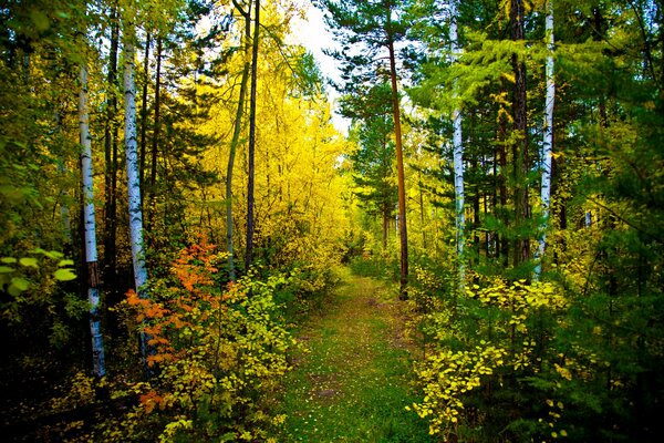 Sentiero nella foresta autunnale. Foglie luminose