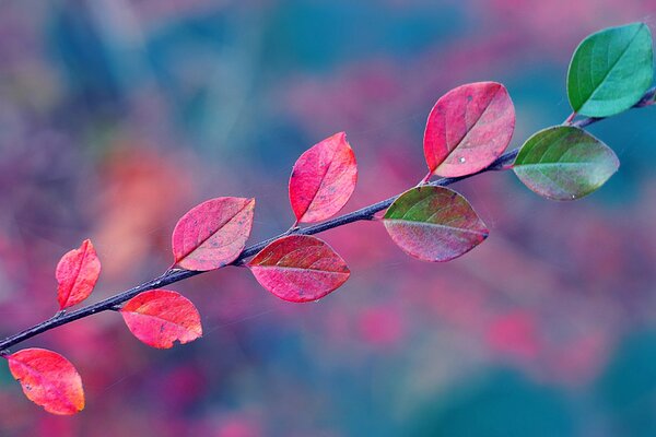 Ramoscello autunnale con foglie rosse