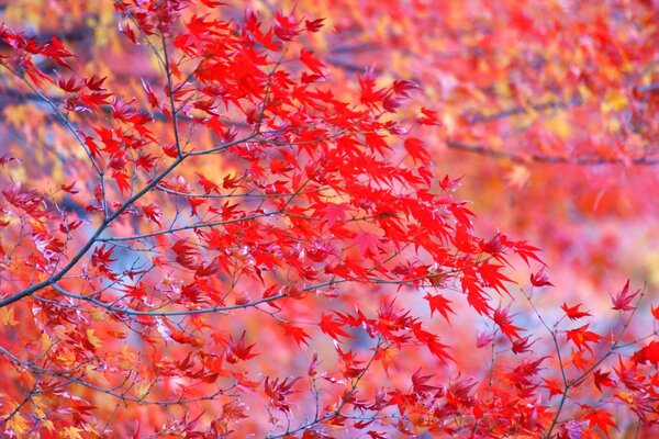 Rote, helle Blätter am Baum