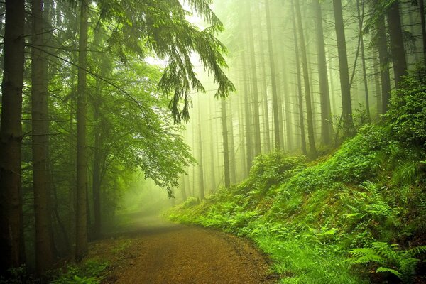 Natura nella foresta con grandi alberi