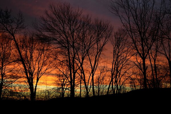 Silhouettes of bare trees at dusk