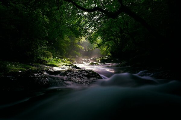 Der Wald und der schnelle Fluss im Morgengrauen