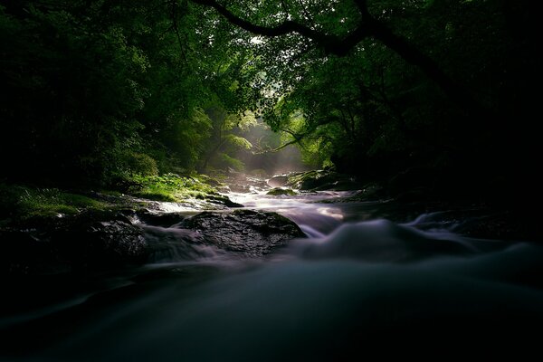 Foresta e fiume impetuoso all alba